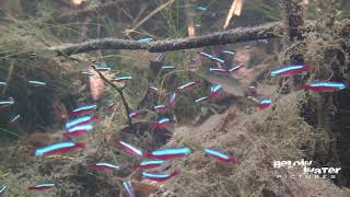 CARDINAL in NATURE  NEON TETRA in NATURE see the NATURAL HABITAT of PARACHEIRODON AXELRODI [upl. by Flin187]