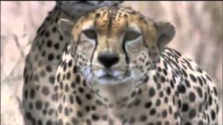 Amazing Cheetah Chase Compilation [upl. by Jessalyn]