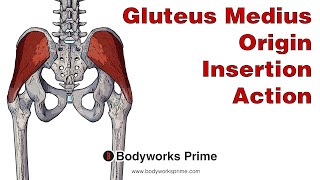 Gluteus Medius Anatomy Origin Insertion amp Action [upl. by Aik]