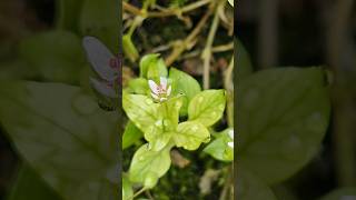 Common chickweed a species of Chickweeds photography shorts macro viral nature flowers [upl. by Ahsiam]