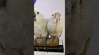 galleryta cokato  gofin cokato birds vairalvideo [upl. by Aligna]