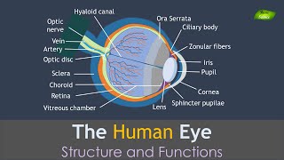 Human Eye Anatomy  Structure and Functions  Basic Science Series [upl. by Hasin]