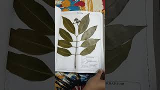 Herbarium file for botany project [upl. by Ola62]