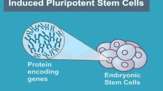 What are Induced Pluripotent Stem Cells iPS Cells [upl. by Demha]