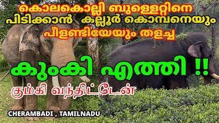 കൊലകൊല്ലി ബുള്ളെറ്റിനെ പിടിക്കാൻ കുംകികൾ എത്തി elephant elephantattack2024 cherambadi forest [upl. by Boys]