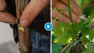 Vineyard field grafting to rootstock The grafters are using chipbud grafting [upl. by Kehr]