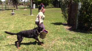 ARC Beaucerons  Luke working in protection [upl. by Krueger616]