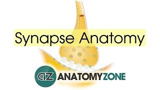 Synapse Structure  Neuroanatomy Basics [upl. by Nesnej]