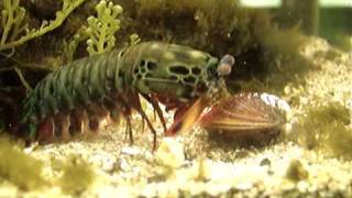 Mantis Shrimp Destroys Clam [upl. by Tomkiel]