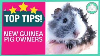 Top Ten Tips for New Guinea Pig Owners [upl. by Anialahs534]