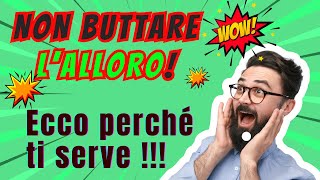 6 Modi in cui L’Alloro Può Cambiarti la Vita [upl. by Leonsis]