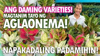 NAPAKAGANDANG HALAMAN PAANO NGA BA MAGPARAMI NG AGLAONEMA Aglaonema Varieties  Haydees Garden [upl. by Charleen325]