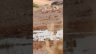 Sandgrouse hunting hunting viralvideo huntting sandgrouse [upl. by Naarah36]