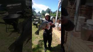 Murray River best catches greenday [upl. by Ylatfen]