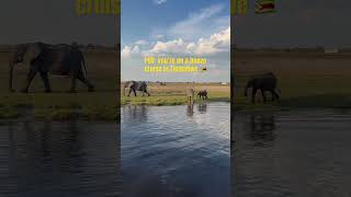 Zimbabwe booze cruise Zambezi River beer safari africa solotravel [upl. by Aznarepse]