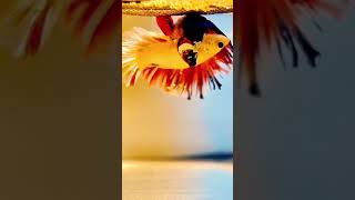 Unveiling the Wonders Iconic Moments in Thai Betta Breeding  Pondon Aquarium [upl. by Astred416]