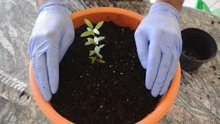 How to Grow a Pomegranate Tree from Seed 1st Update Repotting [upl. by Aveer]