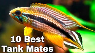 10 Best Tank Mates For Apistogramma Agassizii agassIzs dwarf cichlid [upl. by Naek]