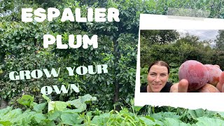 How to prune and maintain an ESPALIER FRUIT TREE  Grow Your Own PLUM TREE in a small garden [upl. by Sudbury16]