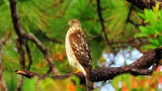 Coopers Hawk  Blue Jays and Squirrels Sound Panic Alarm [upl. by Justin]