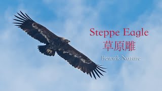 Steppe Eagle 草原雕 Aquila nipalensis ソウゲンワシ HELANG GURUN [upl. by Saks]