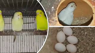 বাজরিগার পাখির ডিম পাড়ার লক্ষন  Budgerigar Pakhir Dim Parar lokkhon  Pakhi Palon [upl. by Pamella]