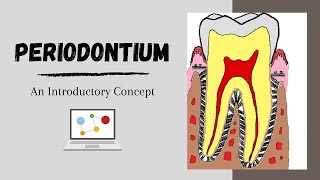 Periodontium Introductory Concepts [upl. by Enela]