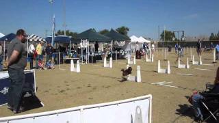 Flyball Pomeranian  Start to Beginning [upl. by Moffitt]