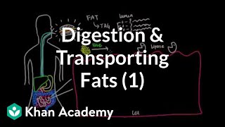 Digestion Mobilization and Transport of Fats  Part I [upl. by Anihsat102]