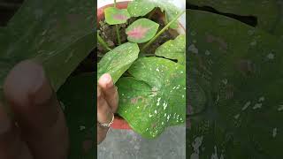 Caladium plant care and propagation tips🤞❤️ yt gardening gardenplantsgarden plants [upl. by Yttik402]