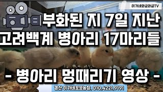 병아리 멍때리기 부화된 지 7일된 고려백계 병아리 17마리 일상 폭풍 성장했구나야 [upl. by Lenna]