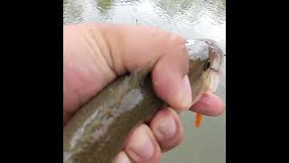 BIG Creek Fishing For HUNGRY Bass shortvideo bassfishing creekfishing fall [upl. by Nyliuqcaj]