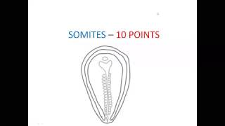 EMBRYOLOGY NOTES  SOMITES10 POINTS [upl. by Nnomae]