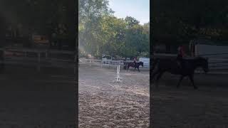 Did some flatwork tdy music equestrian flatwork ponypower hiphop [upl. by Ahseken387]