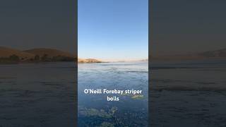 O’Neill Forebay fishing striper [upl. by Kutzenco]