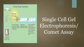 Single Cell Gel ElectrophoresisComet Assay [upl. by Galanti]