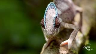 Democratic Republic of Congo  National Geographic [upl. by Ydualc]