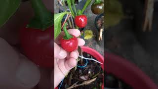 Sweet Cherry Peppers hobby garden pepper fyp shorts [upl. by Apfel373]