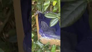 Dog rescues baby squirrel update 1 wildlife squirrel animals [upl. by Melvyn604]