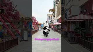 Panda cycle chal raha cutepanda cute pandalover funny lovelypanda voiceeffects beautifulpanda [upl. by Ahsil]