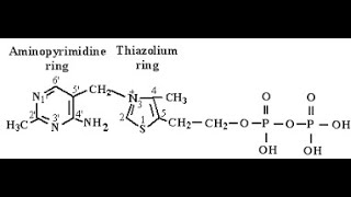 Coenzyme and Reactive Moieties of Vitamin B1 Thiamine Thiamine Pyrophosphate  Thiazolium ring [upl. by Kcira]