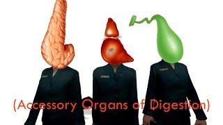 Digestion in Garrys Mod [upl. by Sheepshanks]