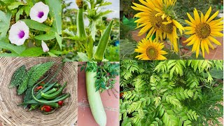 Monday morning terrace tour for fresh organic veggies [upl. by Cathey938]