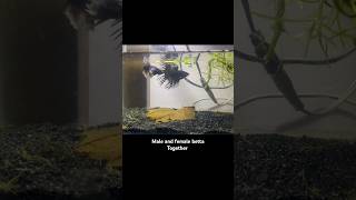 Betta fish together  Crowntail amp Dumbo ear Betta  betta bettafish fighterfish aquarium shorts [upl. by Tufts]