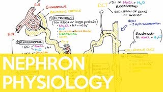 Physiology of the Nephron  Sarah Clifford Illustration Tutorial [upl. by Bekah801]