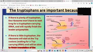 Mastering the Operon Model Part 2  Detailed Explanation operonmodel [upl. by Dicky]