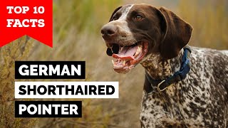 German Shorthaired Pointer  Top 10 Facts [upl. by Francis]