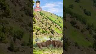 Huge Group Of Lions In Village Mountains [upl. by Natanhoj]