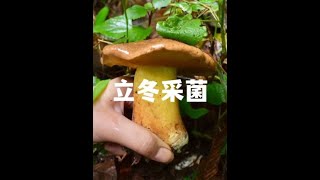 沉浸式 采蘑菇 ASMR 异世界慢生活 手牵手一起慢生活 [upl. by Coretta]