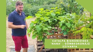 Kis kertekbe való fa 🌳  Catalpa bignonioides Nana  Gömbkoronájú szivarfa [upl. by Katuscha]